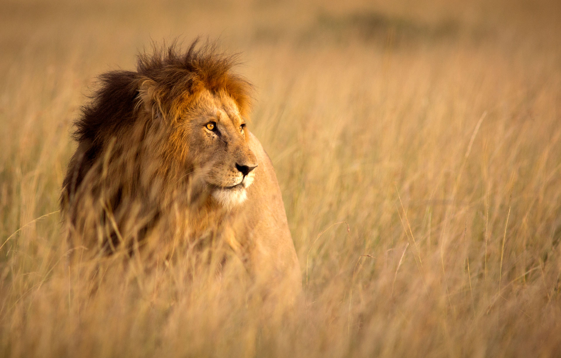Wild Risk Selfies, WiFi and loss of respect for the wild: why safari risks are ...